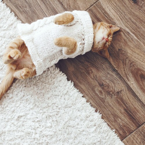 Cat laying on carpet | AC Carpet Plus